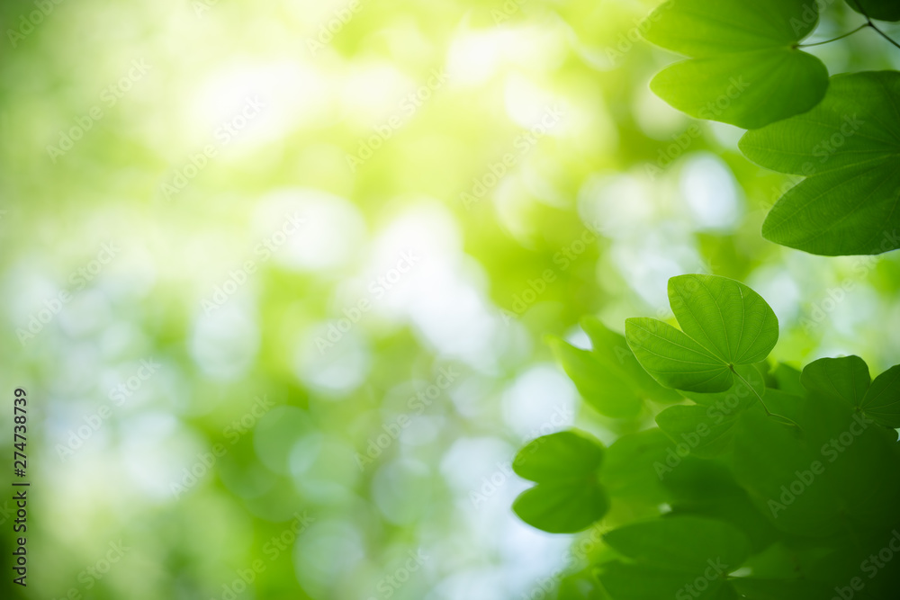 Nature of green leaf in garden at summer. Natural green leaves plants using as spring background cover page greenery environment ecology wallpaper Nature of green leaf in garden at summer. Natural green leaves plants using as spring background cover page greenery environment ecology wallpaper