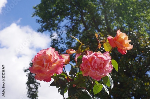 Roses du mois de juin