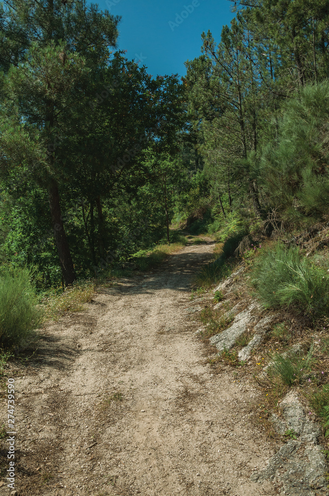 Dirt road over rocky terrain covered by trees Dirt road over rocky terrain covered by trees