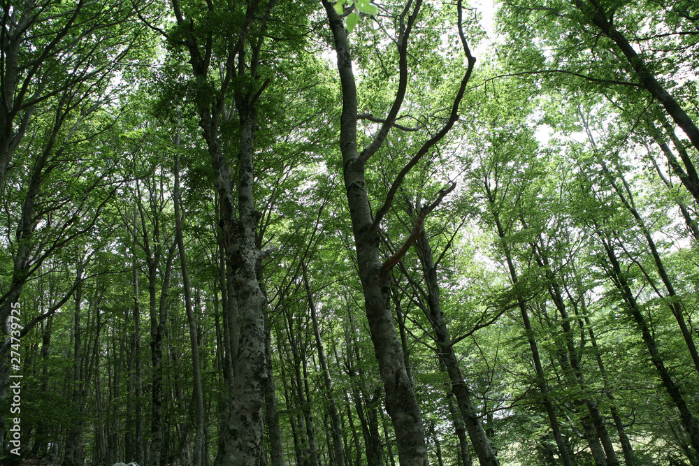Inside the forest Inside the forest