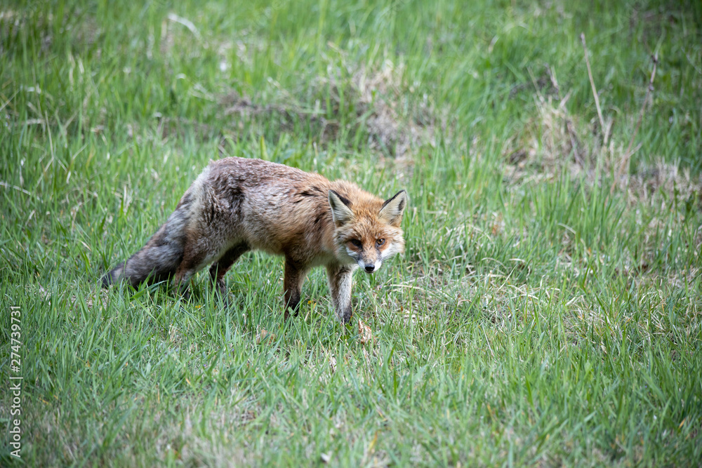 Fototapeta premium Fuchs