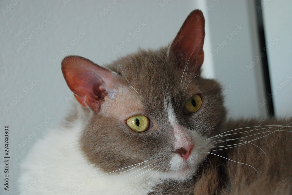 Big gray cat of British breed lies and poses for the camera Big gray cat of British breed lies and poses for the camera