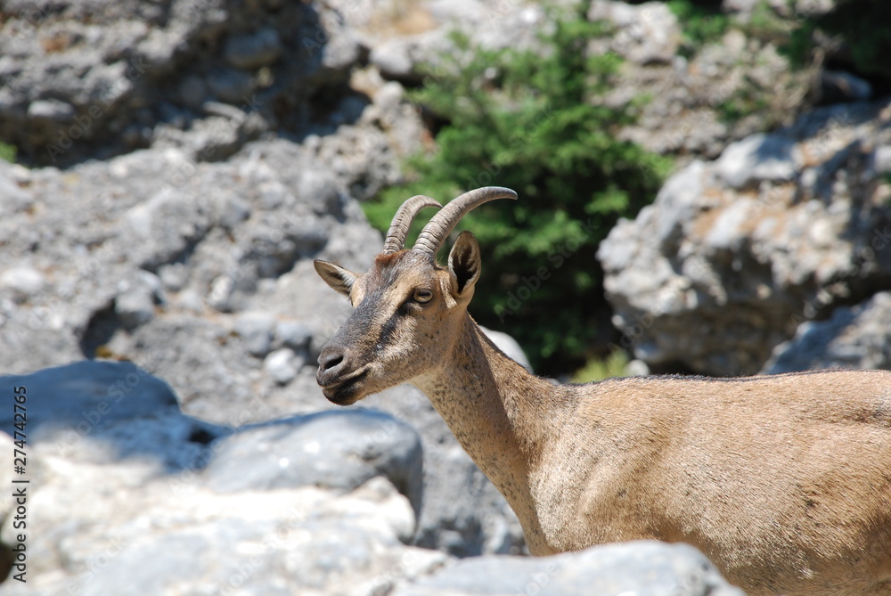 Samaria Gorge, Crete, mountain goats