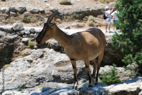 Samaria Gorge, Crete, mountain goats