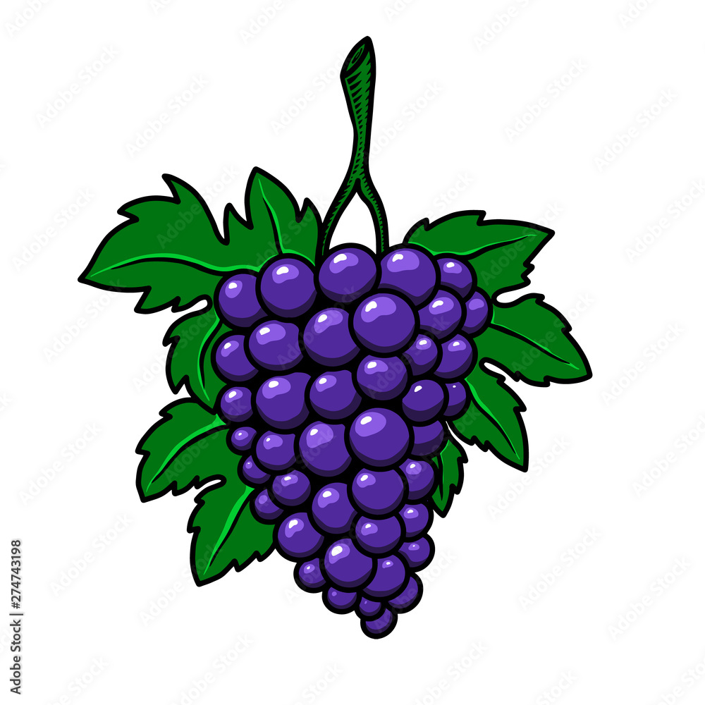 Grape branch on white background. Design element for poster, logo, label, sign, card, banner. Vector illustration Grape branch on white background. Design element for poster, logo, label, sign, card, banner. Vector illustration
