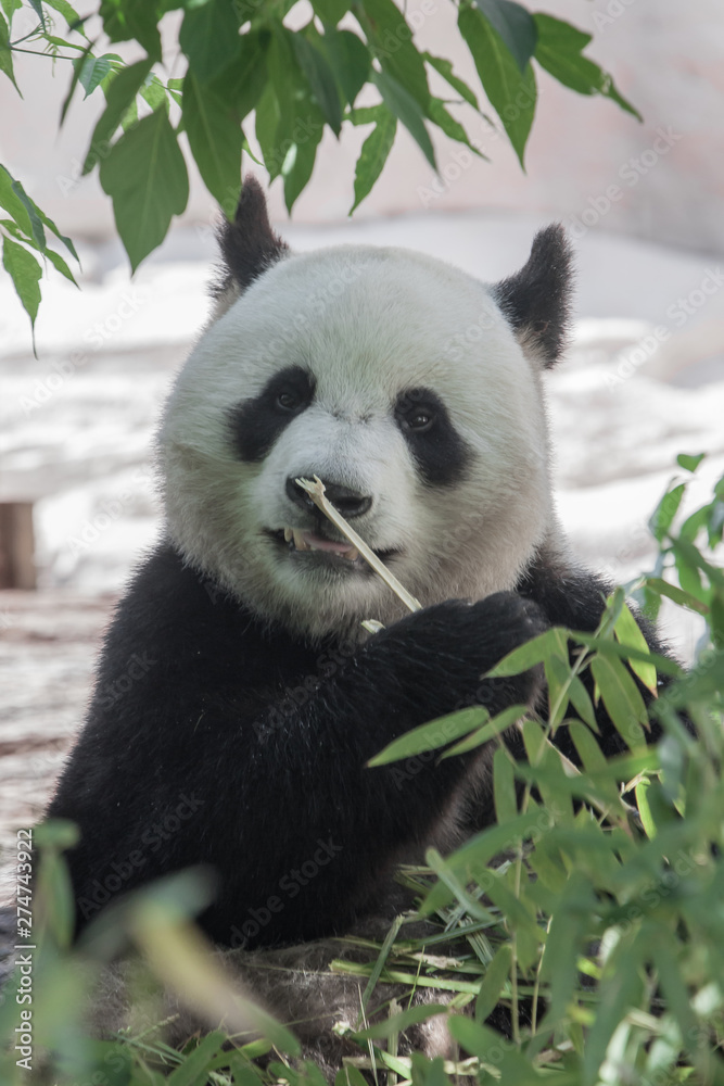 Beautiful Bamboo Panda Bear in the Thickets of the Forest Appetizingly Eats Bamboo Leaves Beautiful Bamboo Panda Bear in the Thickets of the Forest Appetizingly Eats Bamboo Leaves