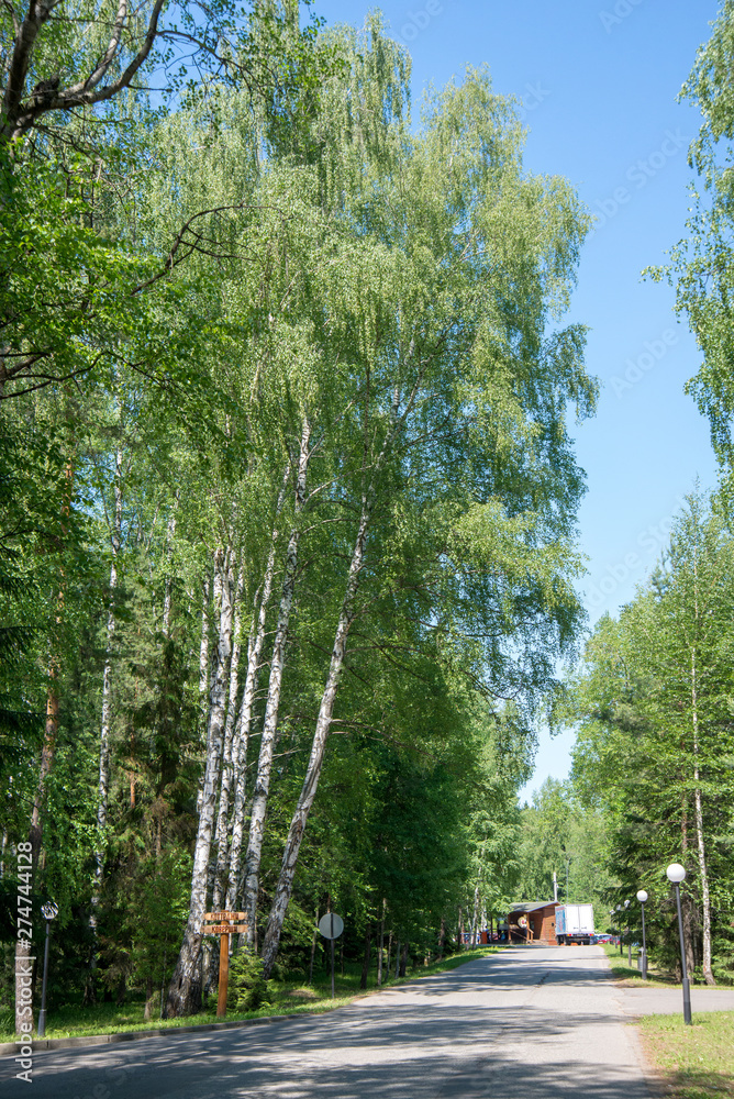 Russia, Forest track through birch grove and forest national park