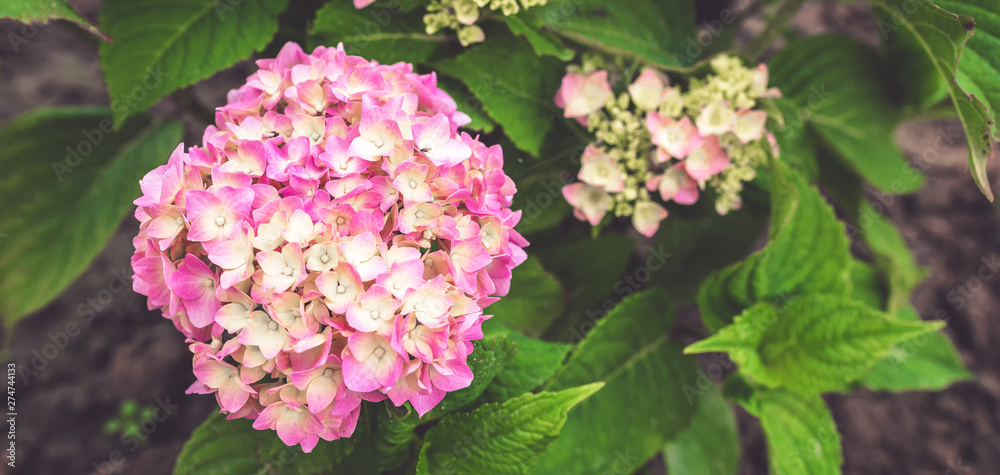 Purple Hydrangea flower (Hydrangea macrophylla) in a garden Purple Hydrangea flower (Hydrangea macrophylla) in a garden