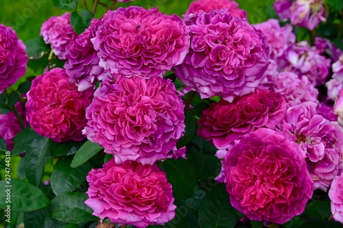 Wallpaper Mural Rose Laudatio Noack Torontodigital.ca