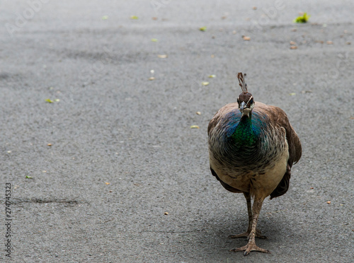 Pfau (weiblich) 3