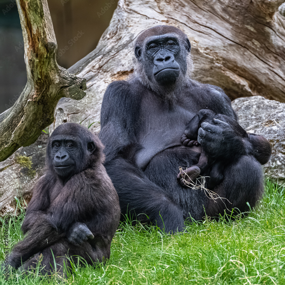 Gorilla and baby, monkeys family sitting on the grass
