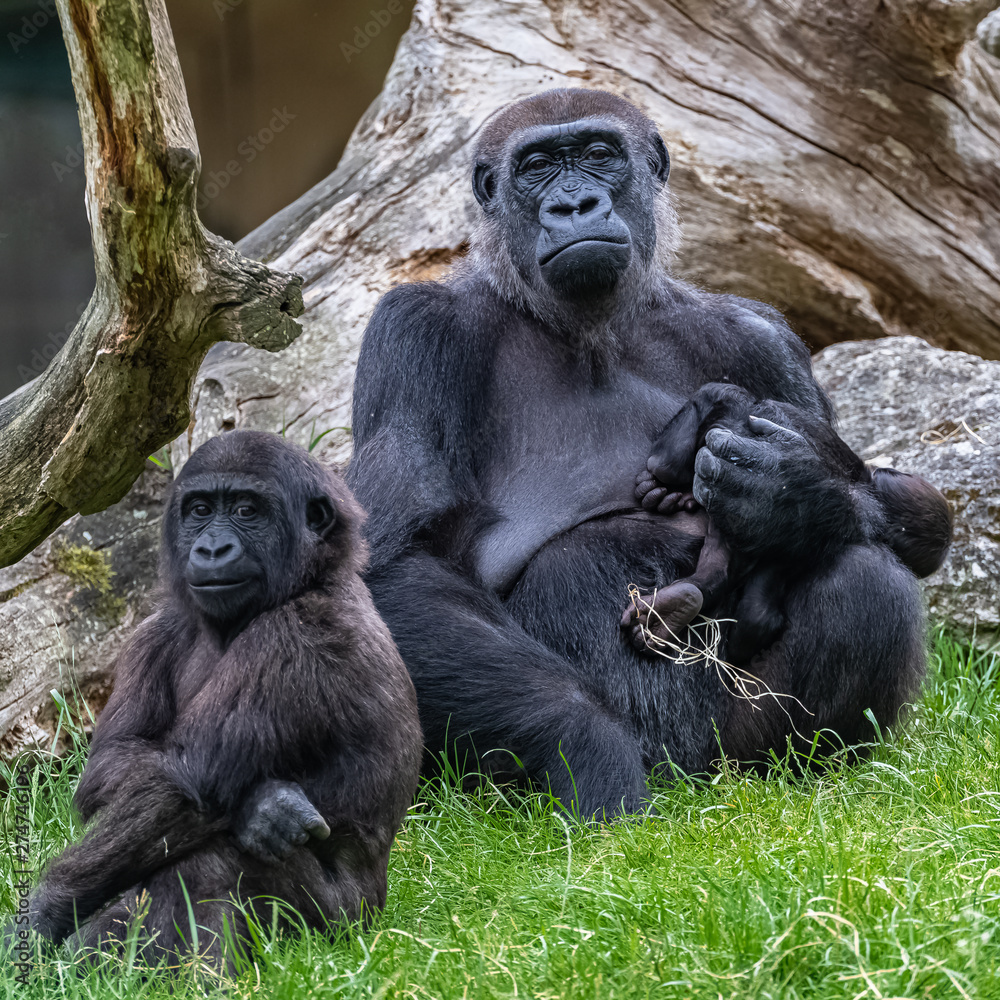 Gorilla and baby, monkeys family sitting on the grass Gorilla and baby, monkeys family sitting on the grass
