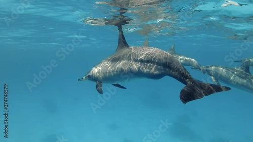 Small group of pregnant females dolphins slowly swim under surface of blue water. Spinner dolphins (Stenella longirostris), Underwater shot, escort. Red Sea photo