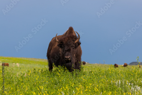 Female Bison on the Prairie