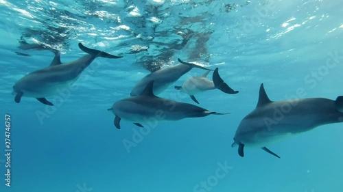 Group of dolphins swims under surface in blue water. Spinner Dolphin (Stenella longirostris), Underwater shot, Closeup, Low-angle shot. Red Sea, Sataya Reef (Dolphin House) Marsa Alam, Egypt, Africa   photo