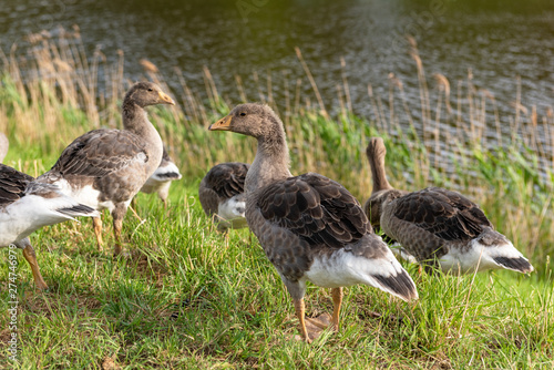 Young greyleg geese ( Anser anser)  in the morning near the water photo