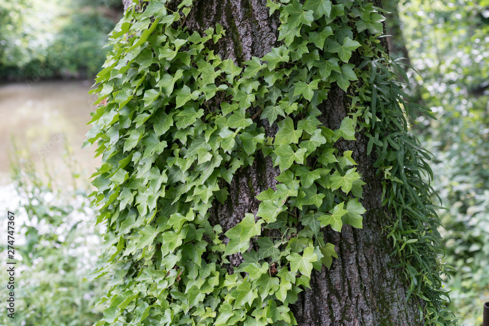 Obraz premium Efeu rangt auf einem Baum mit starker Baumrinde