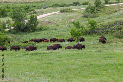 Bison Walking Through the Prairie © tamifreed