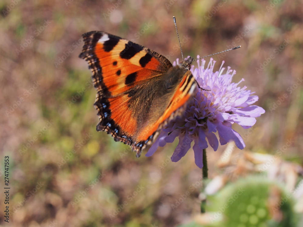 A butterfly with red wings collects nectar from flowers. A butterfly with red wings collects nectar from flowers.
