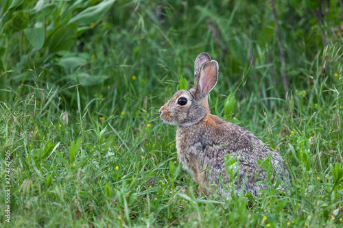 Wild Bunny Rabbit © tamifreed