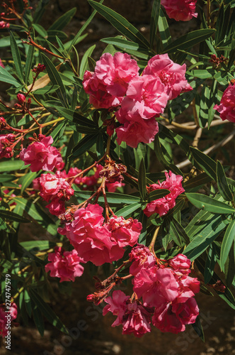 Leafy shrub covered by colorful flowers