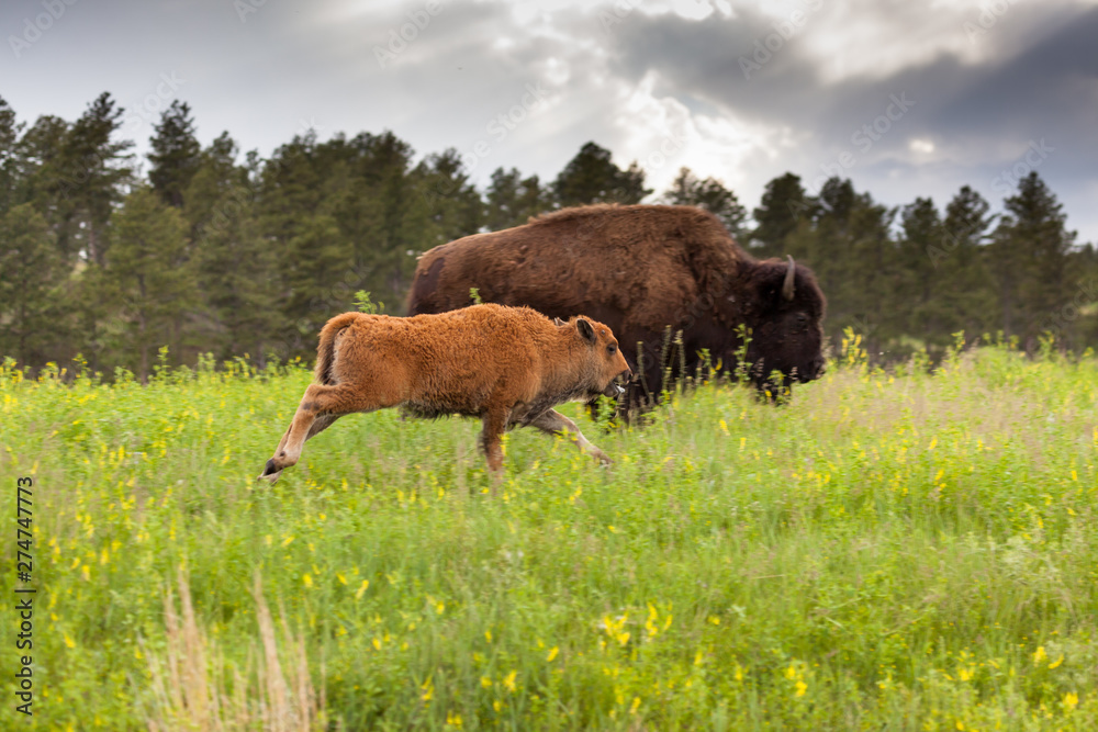 Running Baby Bison