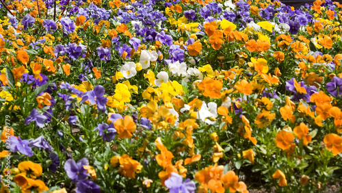 flowers composition 1