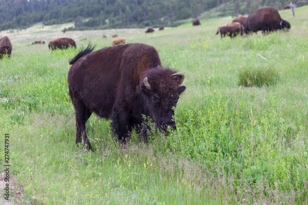 Bison with Broken Horn Bison with Broken Horn