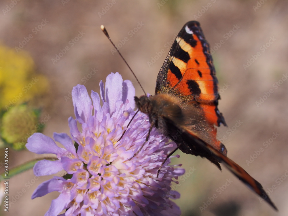 Fototapeta premium A butterfly with red wings collects nectar from flowers.