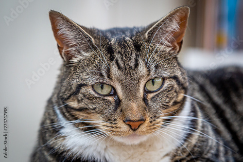 A portrait of a tabby cat, with a shallow depth of field © lemanieh