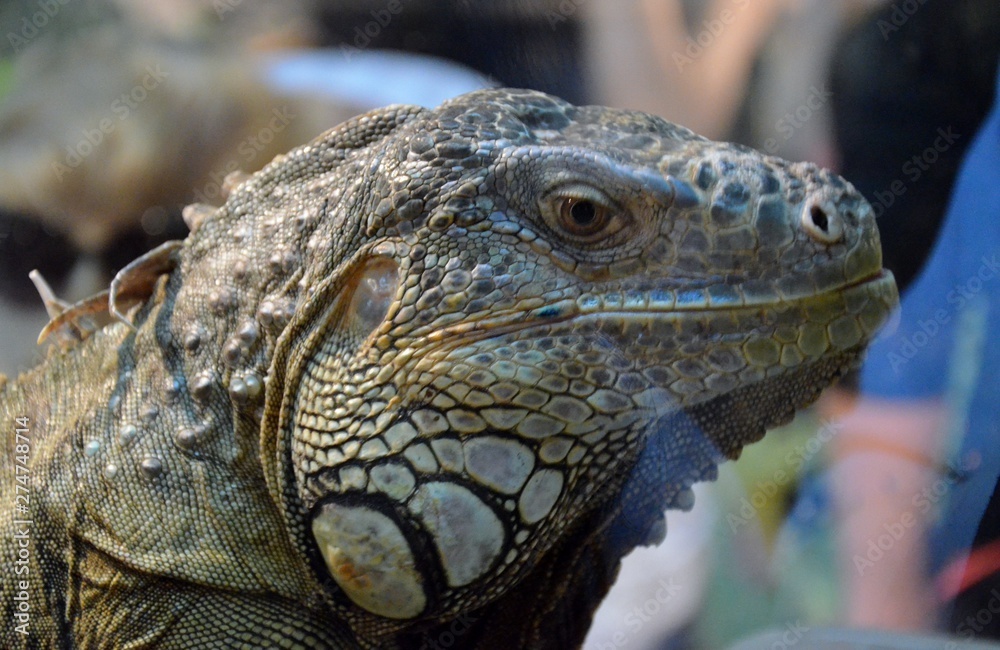 Obraz premium dragon amphidians