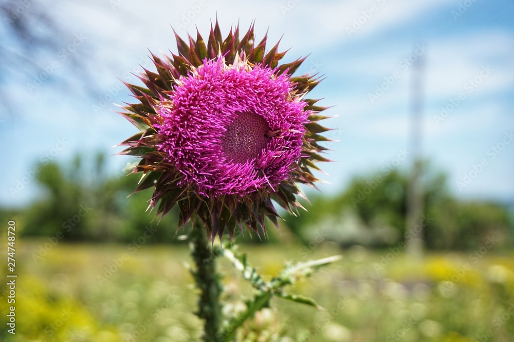 The steppe flower blooming in the meadow is thorny prickly. The steppe flower blooming in the meadow is thorny prickly.