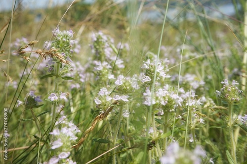 Blooming thyme in a meadow in the steppe.