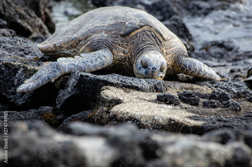 Endangered sea turtles in tidal pools on the rocky shoreline