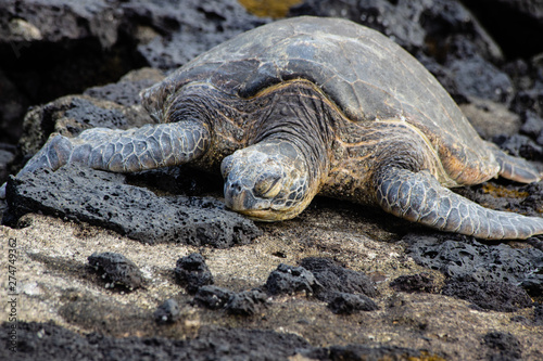 Endangered sea turtles in tidal pools on the rocky shoreline