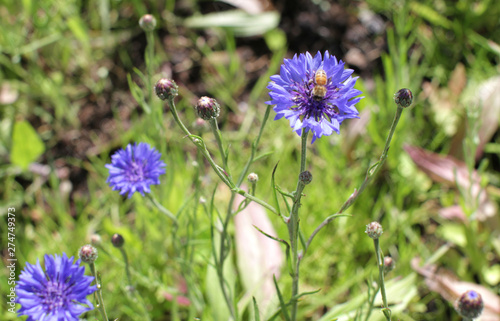 Bee pollination on cornflower for natural protection of flora