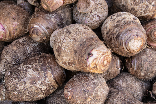 Freshly grown Taro root for Hawaiian poi