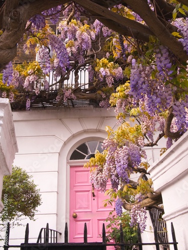 Canvas Print Blossoming wisteria tree climbing on a house with pink door in Notting Hill, London, UK