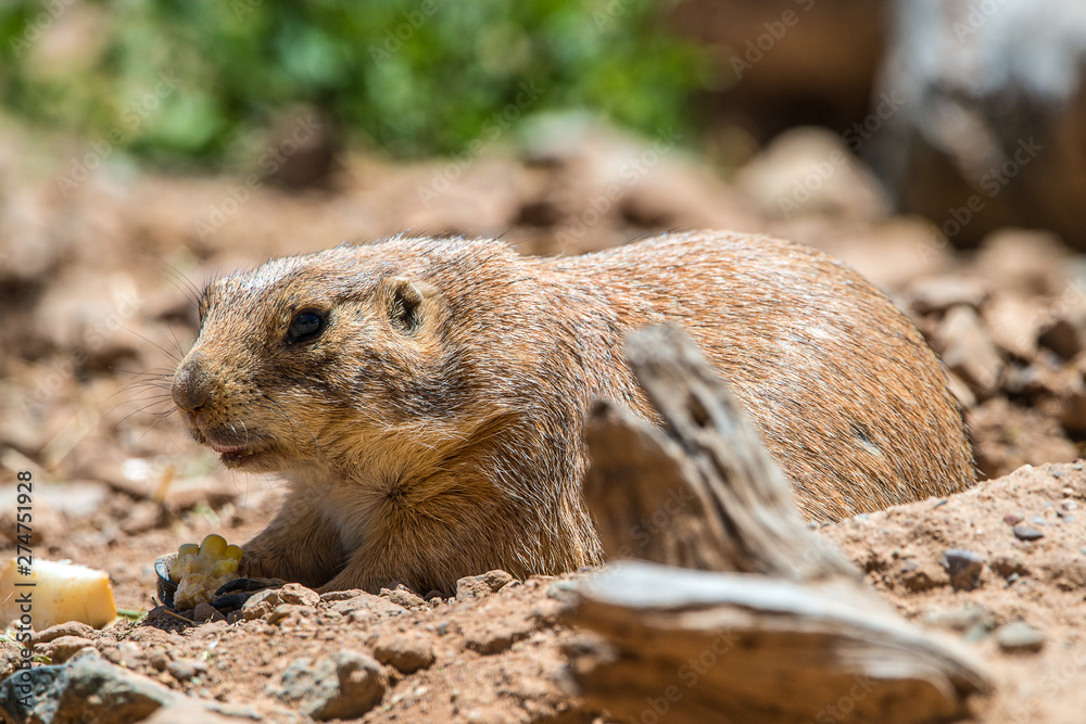 Naklejka premium Prairie dog