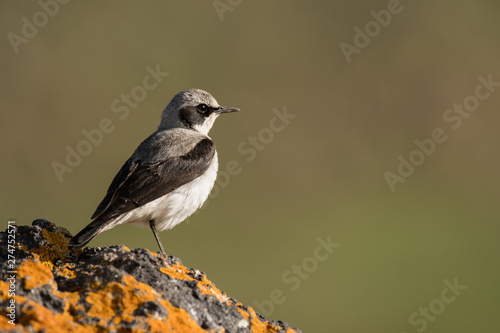 Stunning bird photo. Northern wheatear / Oenanthe oenanthe