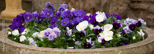 flowers in a well