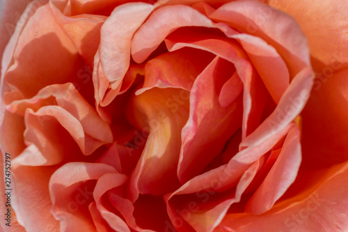Blur rose petals, close up, abstract background.