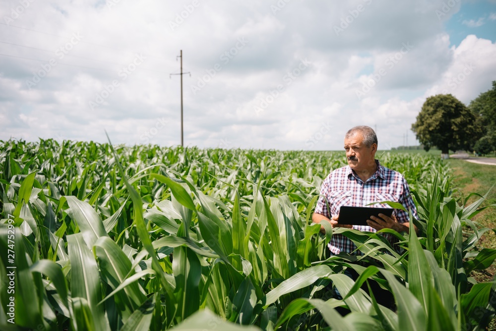 Adult farmer checking plants on his farm. agronomist holds tablet in the corn field and examining crops. Agribusiness concept. agricultural engineer standing in a corn field with a tablet. Adult farmer checking plants on his farm. agronomist holds tablet in the corn field and examining crops. Agribusiness concept. agricultural engineer standing in a corn field with a tablet.