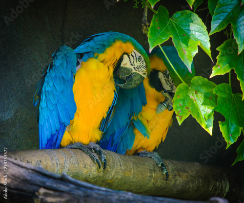 Colorful Macaws parrots, Ara parrots , Great yellow macaw, two birds perched on on the branch