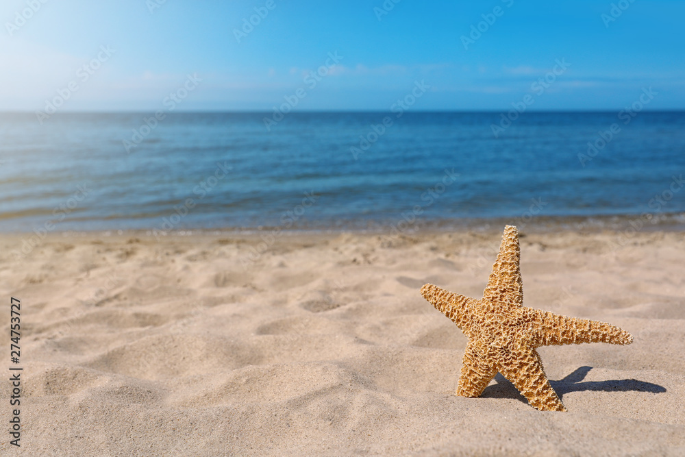 Starfish at sandy beach on sunny day. Space for text Starfish at sandy beach on sunny day. Space for text