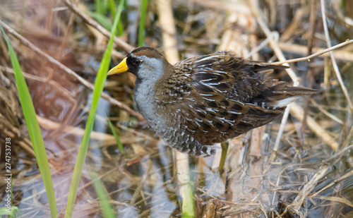 Obraz na plátně Shorebird posing for the camera