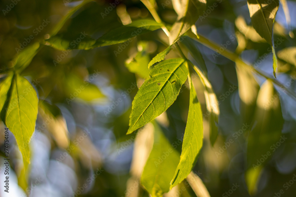 Close up of green leaves in the sunlight Close up of green leaves in the sunlight