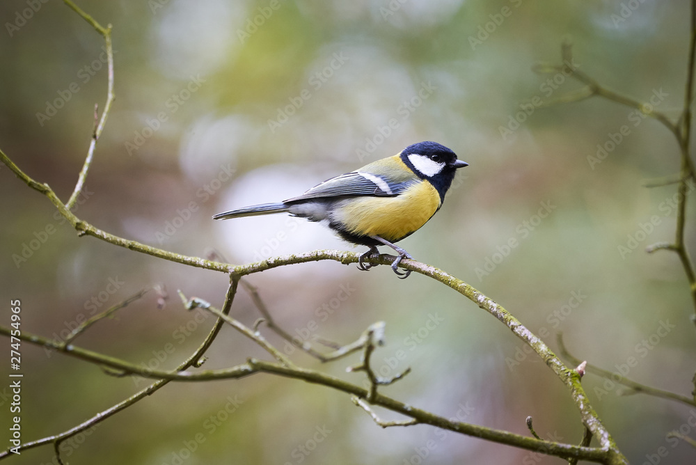Fototapeta premium Great tit (Parus major) sitting on a branch 