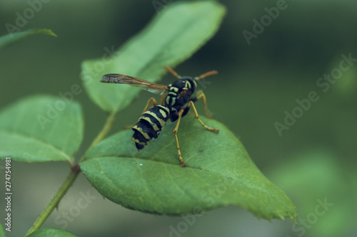 A dangerous wasp sits on a leaf of a flower in a recreation park. © Ra