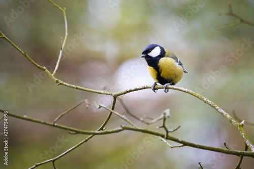 Great tit (Parus major) sitting on a branch 